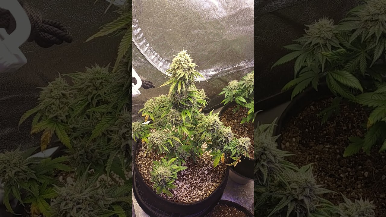 crop King seeds autoflowers