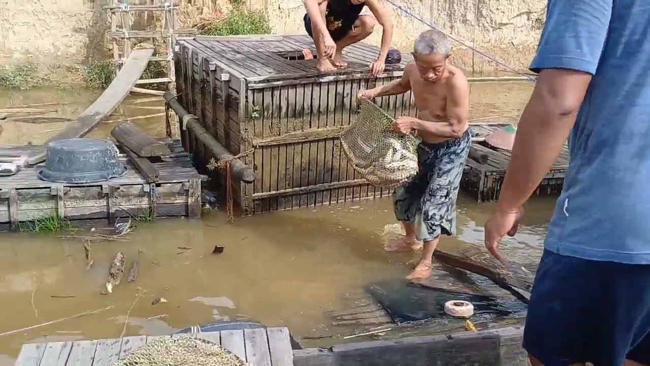 Panen ikan toman dikeramba