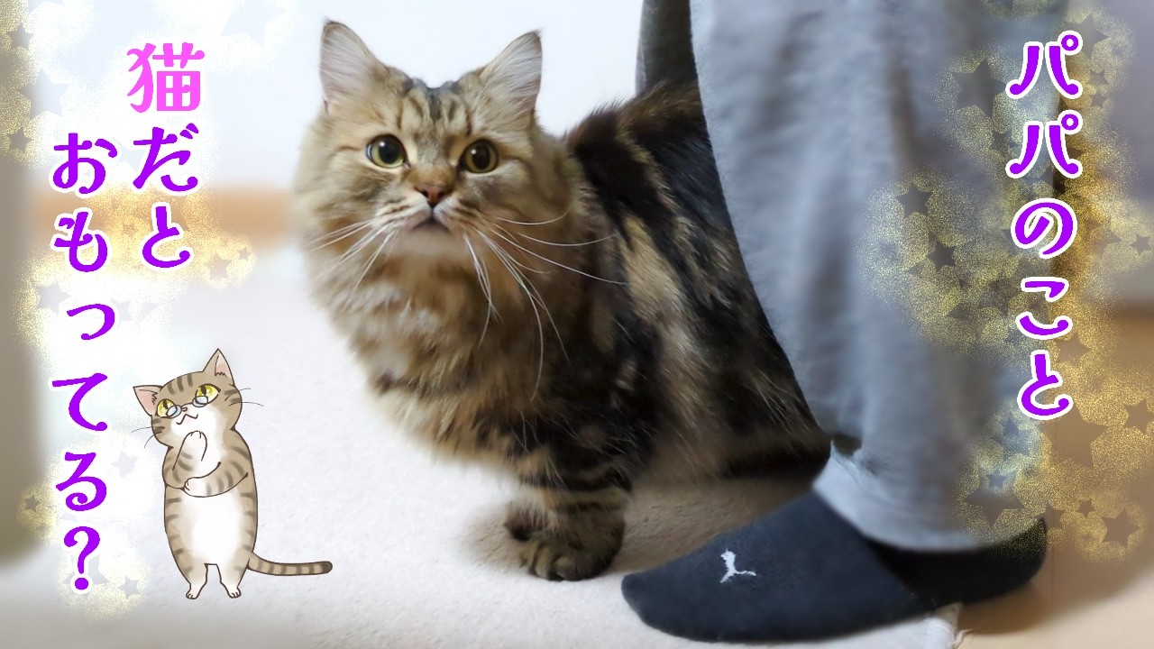 パパを猫(子分)だとおもってる？【ミヌエット】2026/03/12