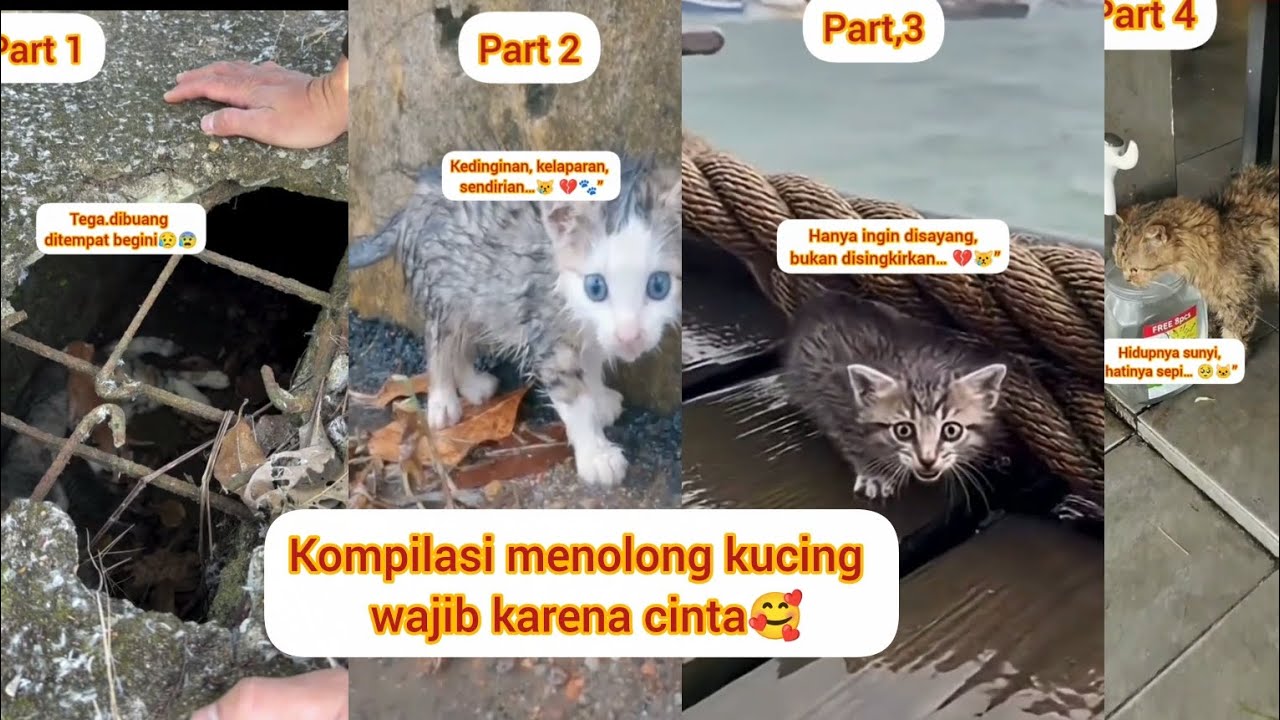 Kompilasi menolong kucing wajib yah karena cinta dan kasih sayang 🥰