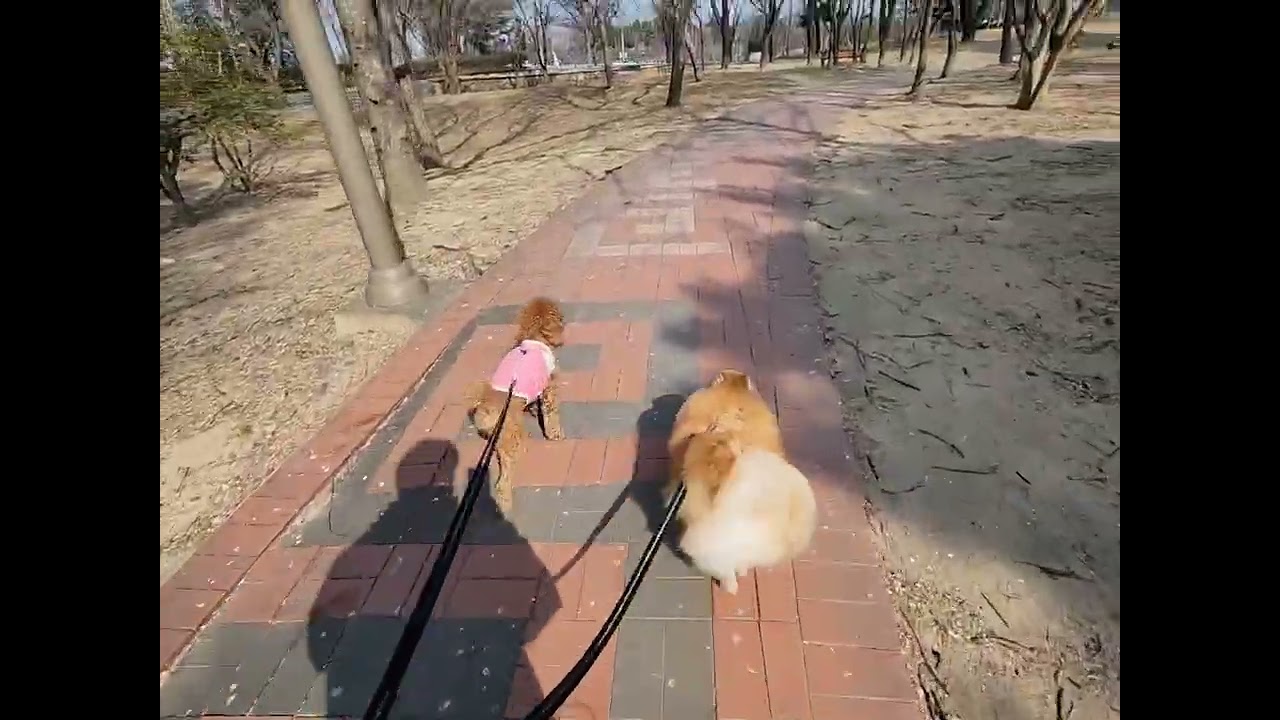 듀크 만우 타코