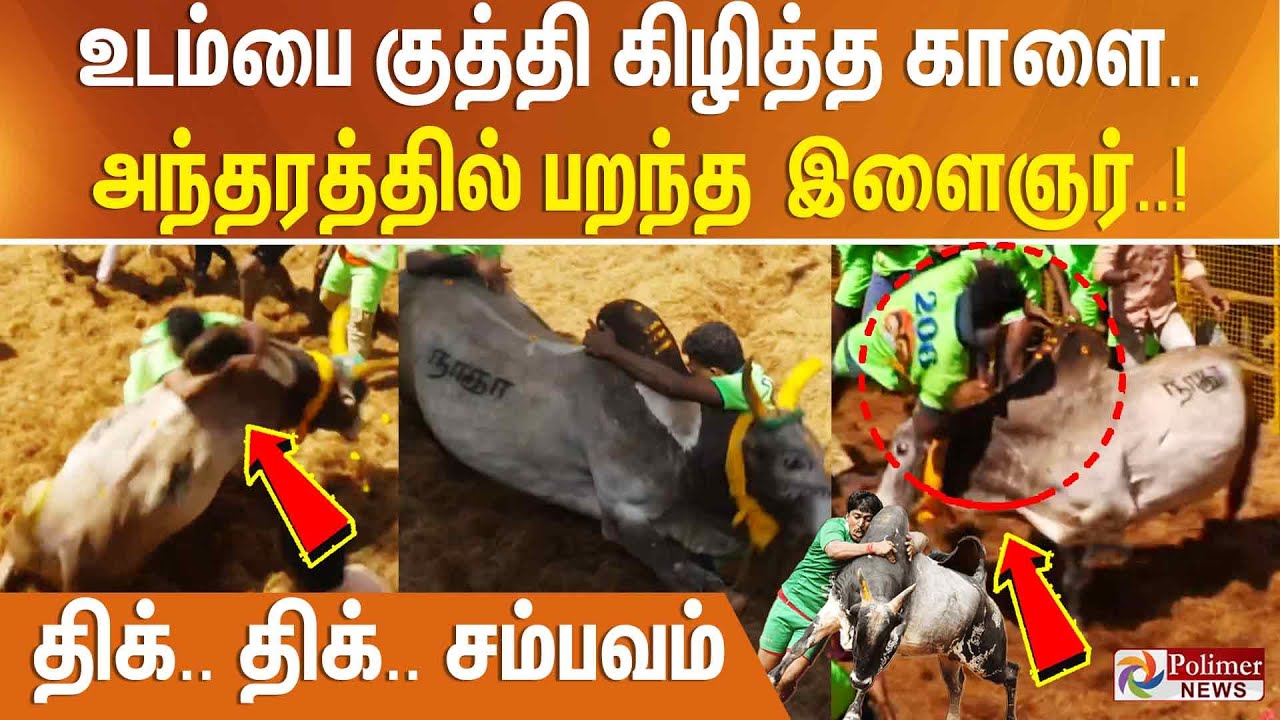 உடம்பை குத்தி கிழித்த காளை..அந்தரத்தில் பறந்த இளைஞர்..திக்..திக்..சம்பவம்..! Avaniyapuram Jallikattu