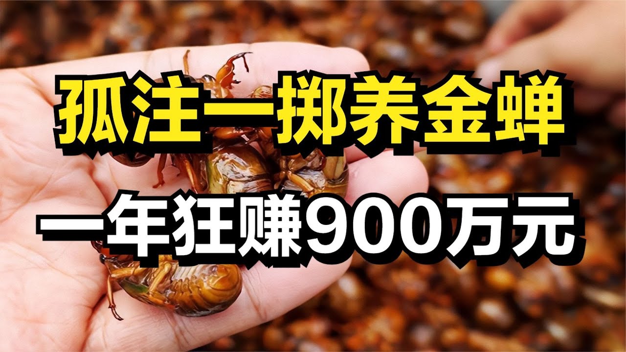 山东大叔孤注一掷养金蝉，一年竟然狂赚900万元！