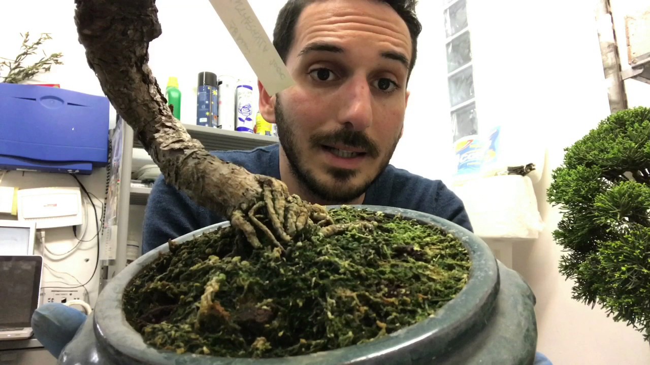 Rifiniamo il bonsai con l'applicazione del muschio.