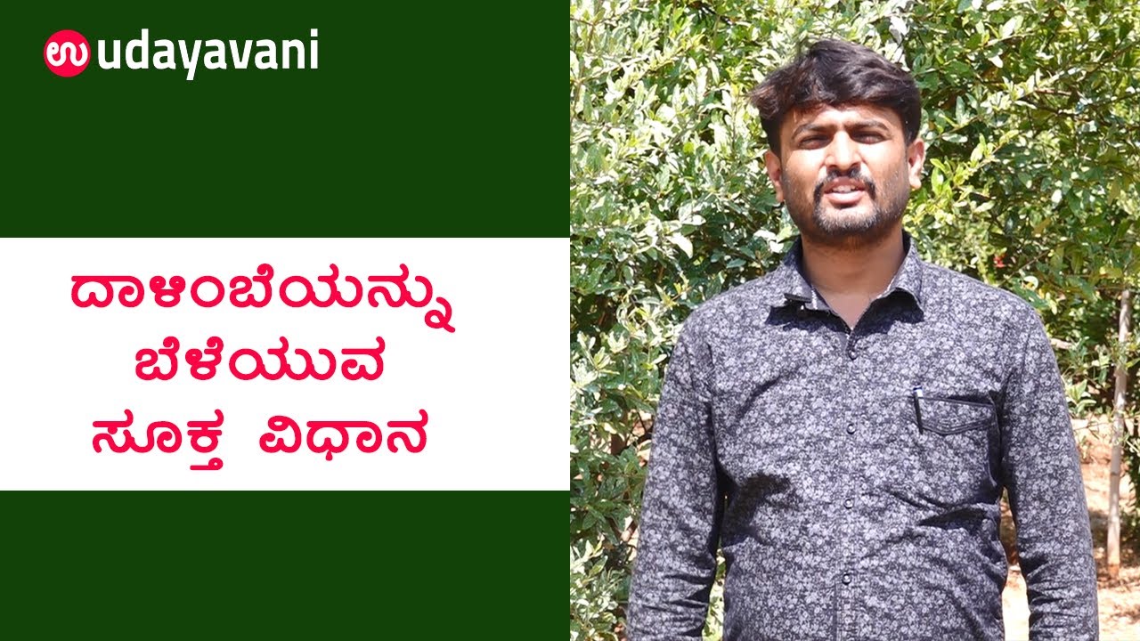 ದಾಳಿಂಬೆಯನ್ನು ಬೆಳೆಯುವ ಸೂಕ್ತ ವಿಧಾನ | How to grow Pomegranate Fruit | Udayavani
