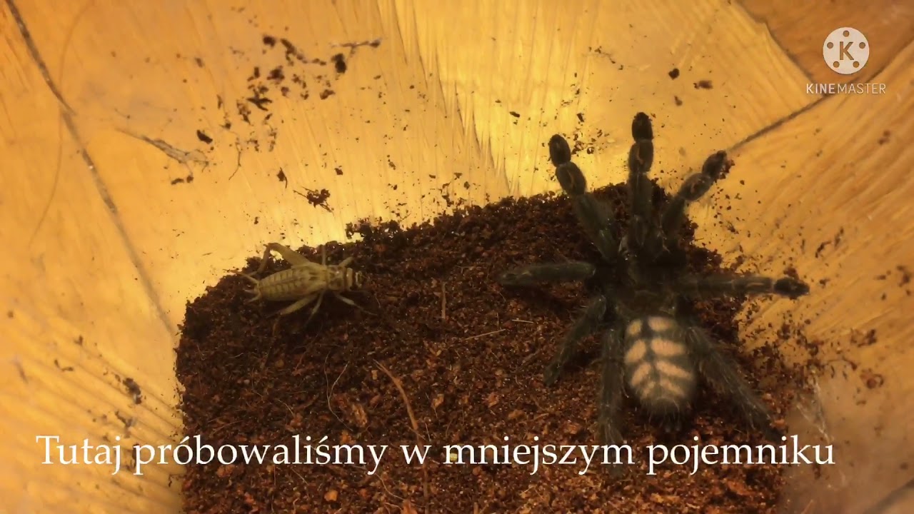 Nieudany feeding Psalmopeus Irminia + skok irmini na pensete oraz Atak tliltocatl albopilosus.