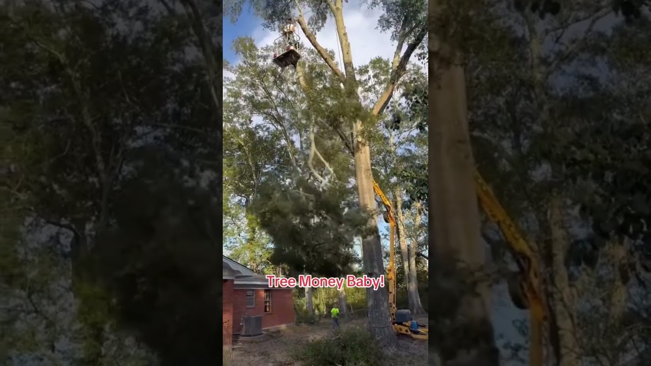 Tree money baby! #treemoneyninja #treebiz #treework #tree #treeworker #treeservicesnearme