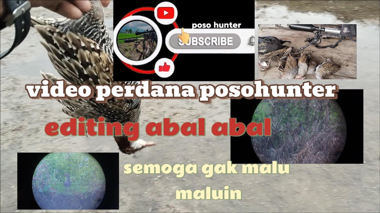 Berburu burung sintar di spot persawahan baru buka cukup gunakan spiker