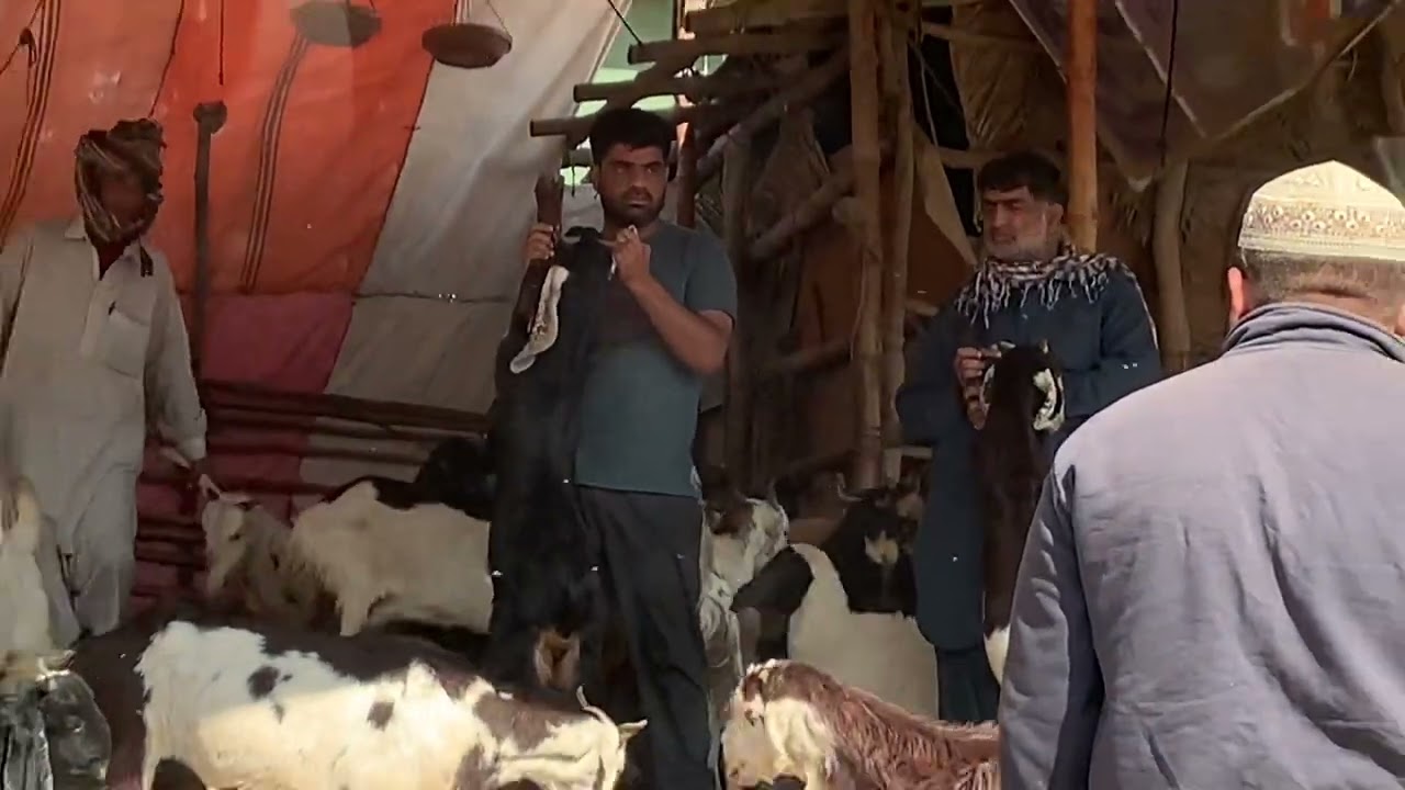 Bakra Peeri Malir Karachi