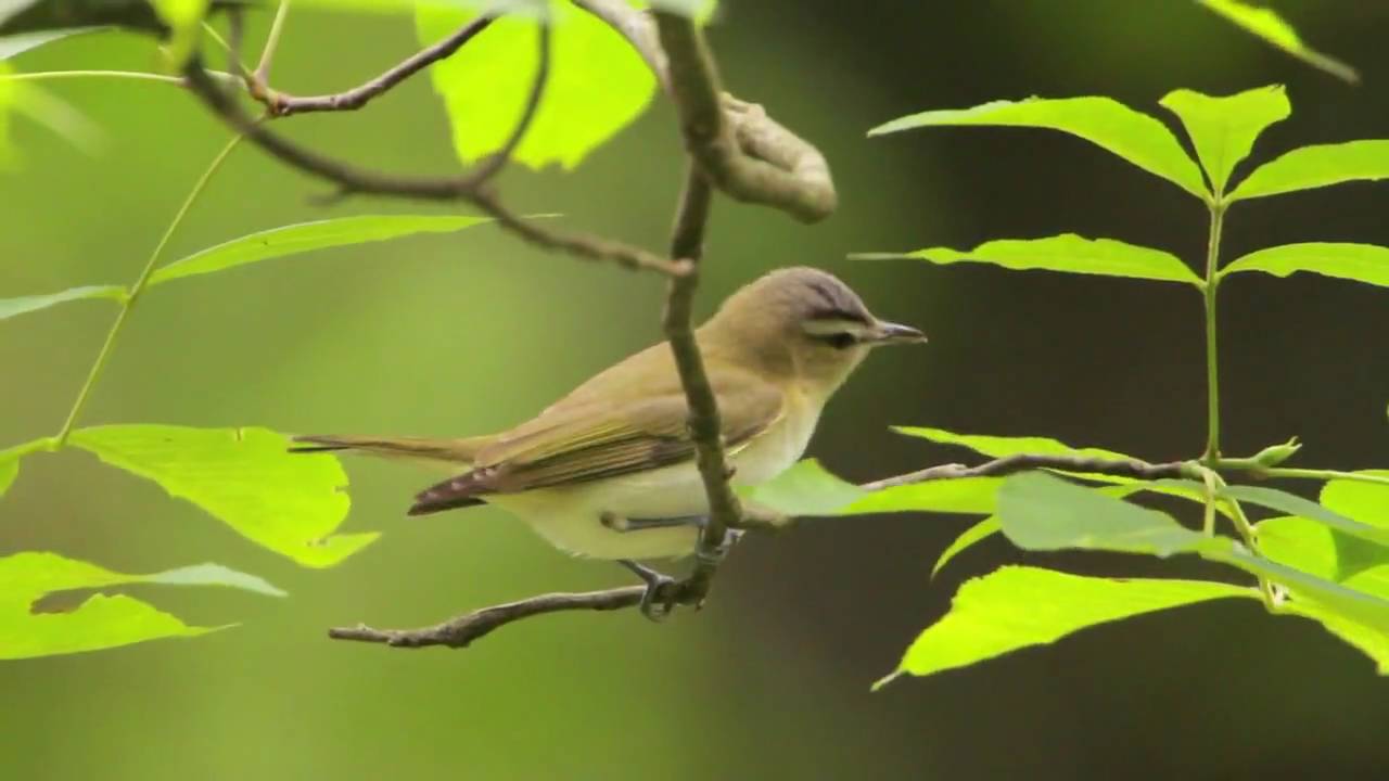 Red-eyed Vireo Portrait