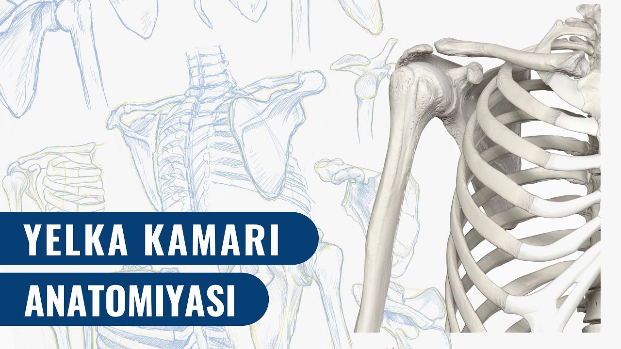 YELKA KAMARI  |  KURAK VA O`MROV SUYAKLARI