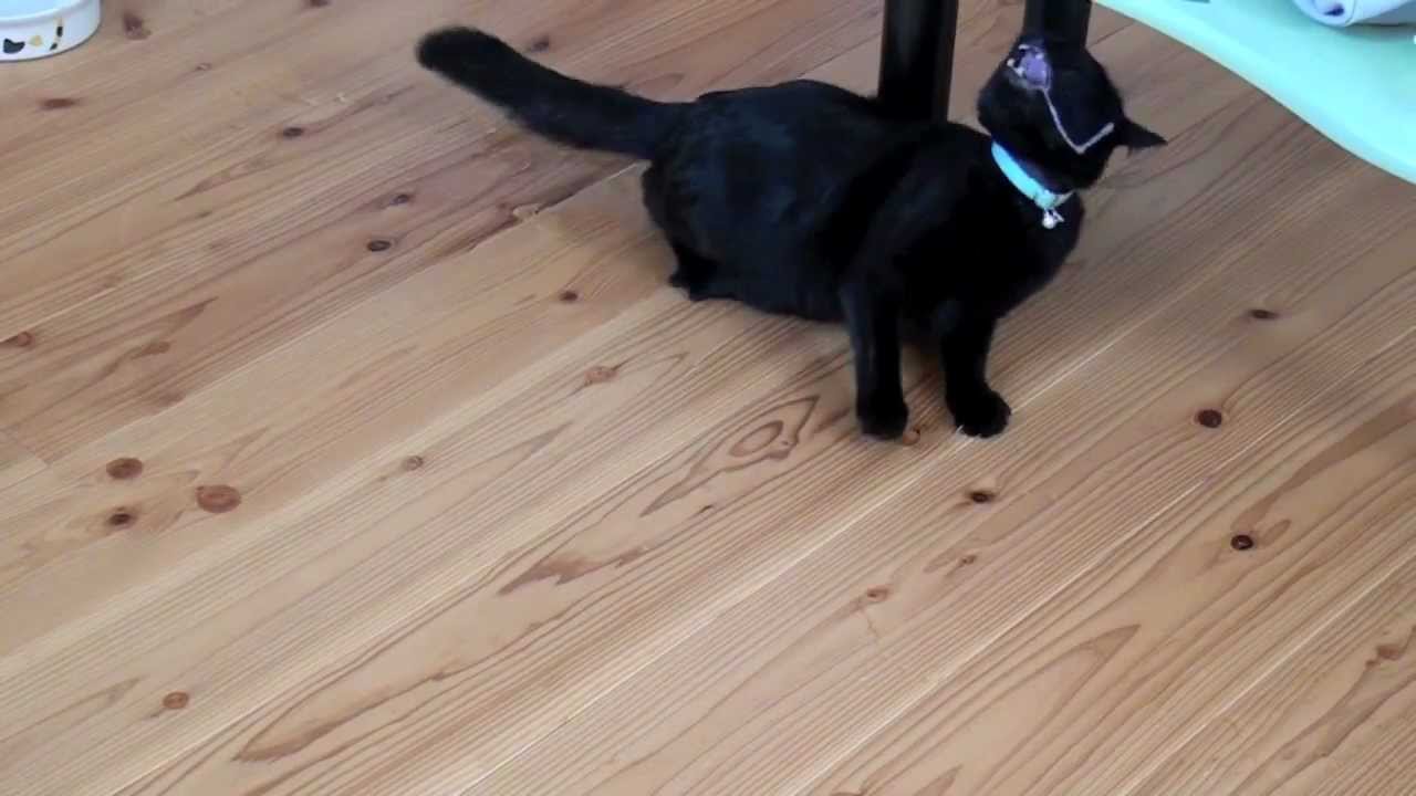 猫の左脳脳欠損による発作