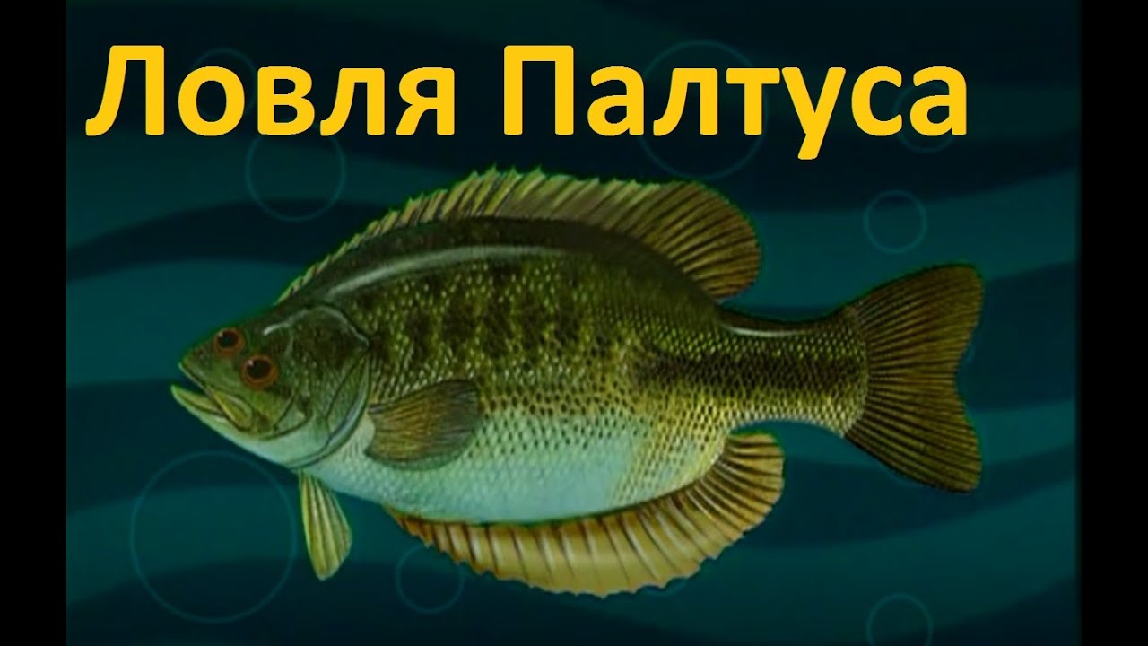 Диалоги о рыбалке -117 - Ловля палтуса на спинниг, Камчатка.