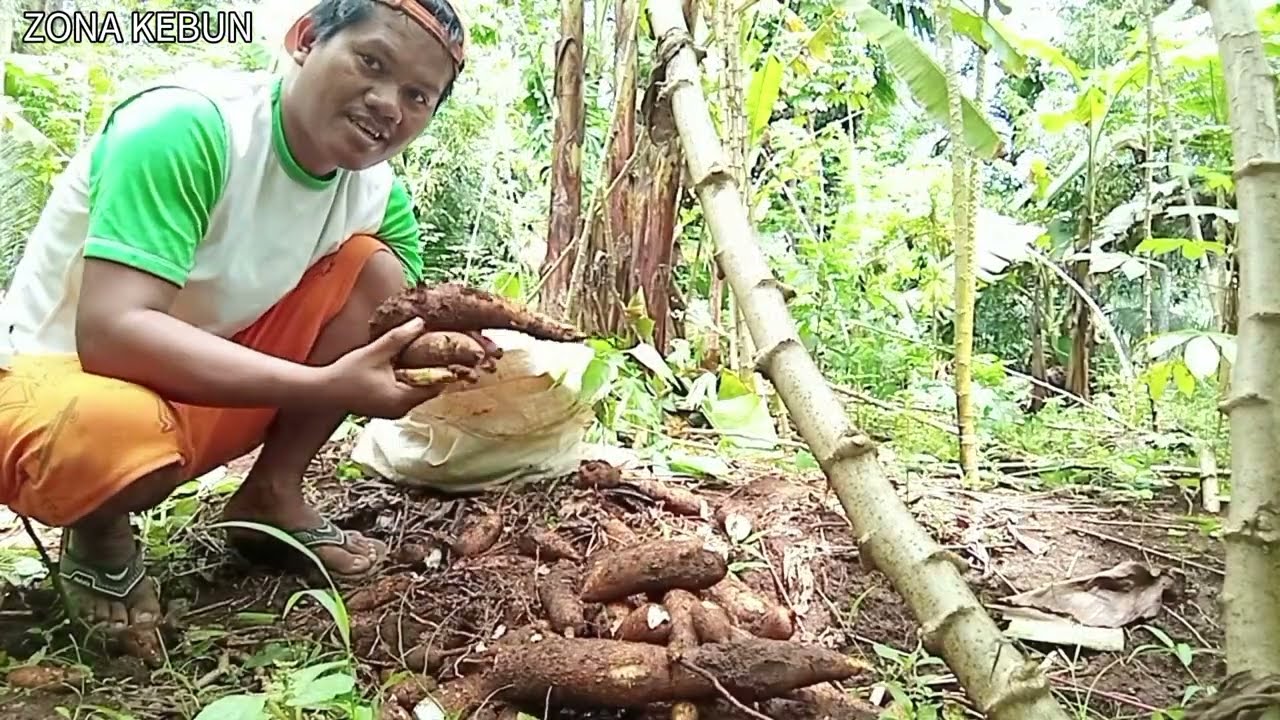 Panen singkong ketan dan pisang tanduk satu tandan ‼️ dapat pesanan ⁉️suasana di kampung halaman ‼️