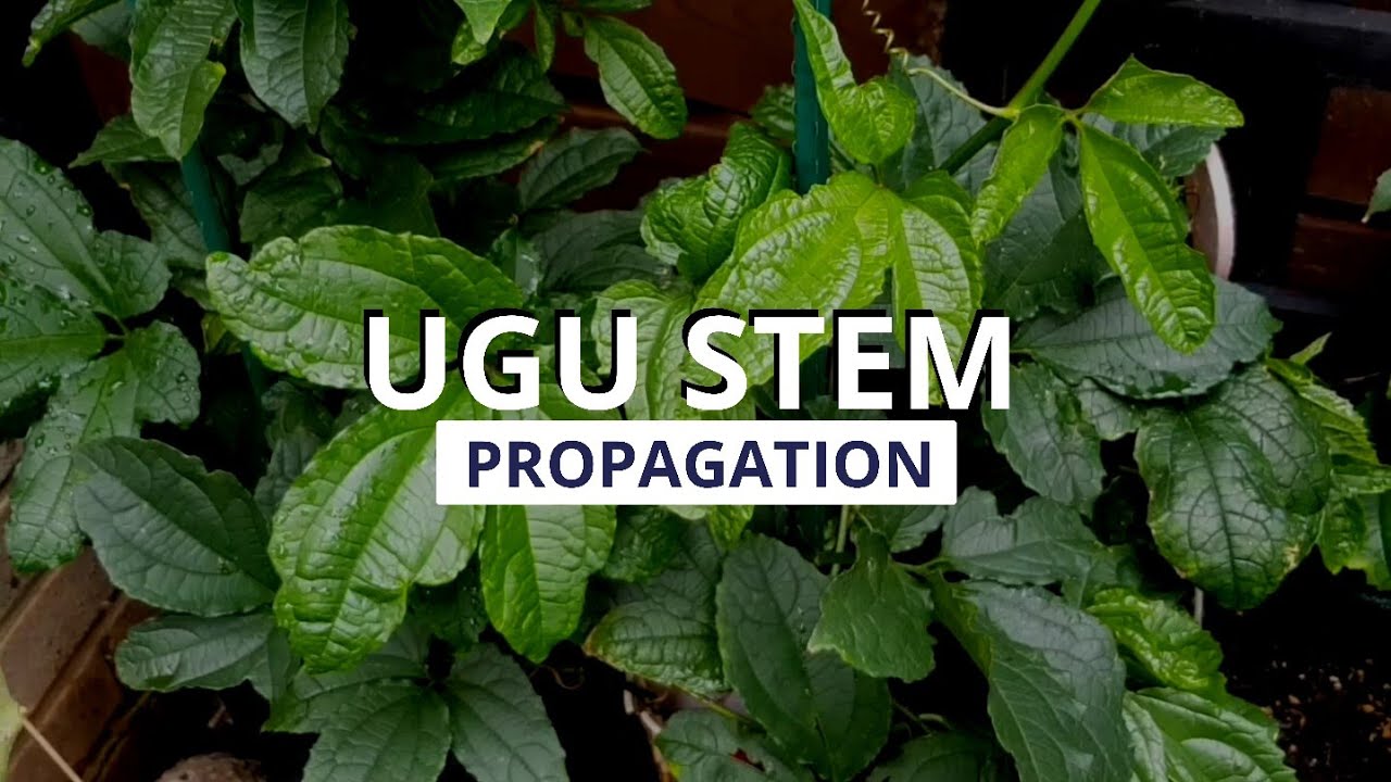 Ugu Stem Propagation | Grow Ugu (Fluted Pumpkin) From The Stems with these simple techniques