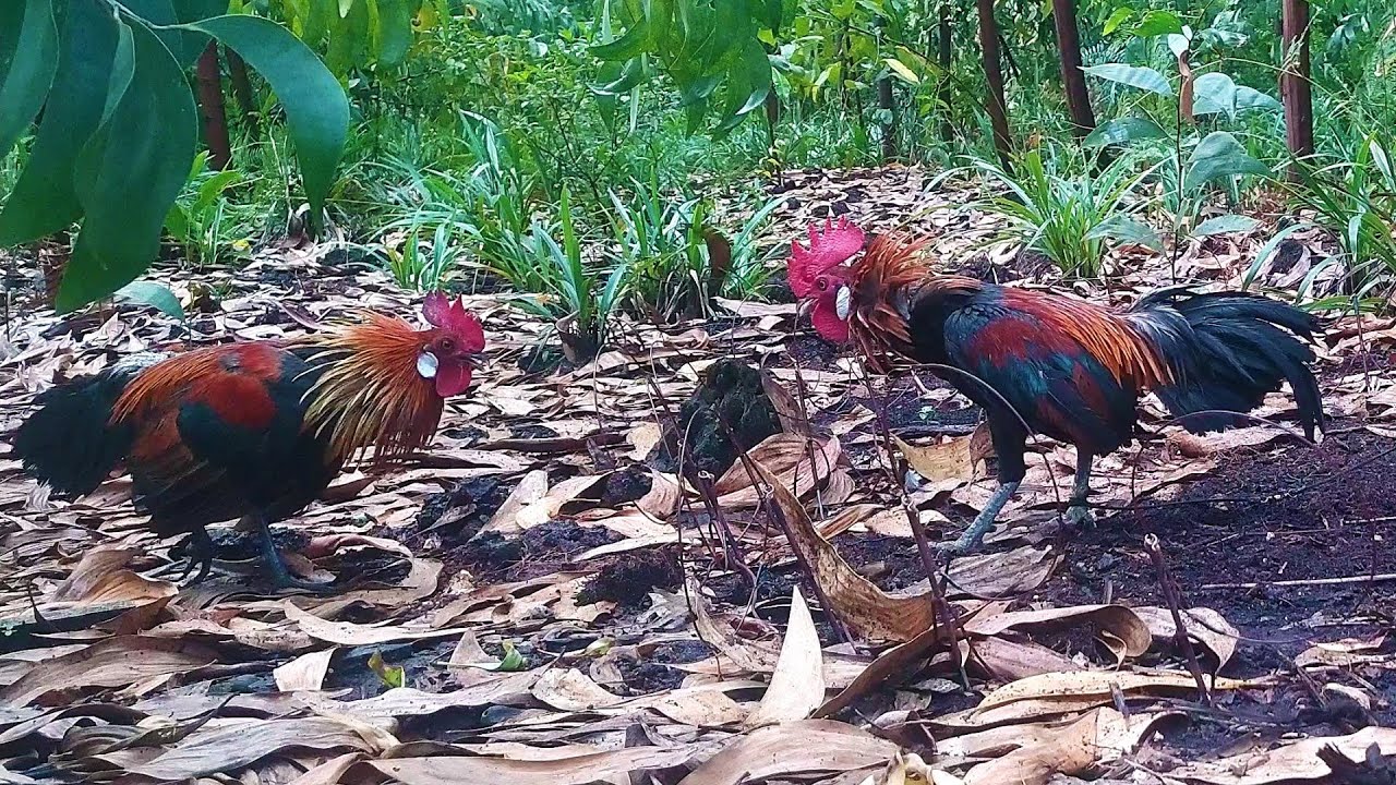 SANGAT PUAS MIKAT AYAM HUTAN DI LOKASI INI