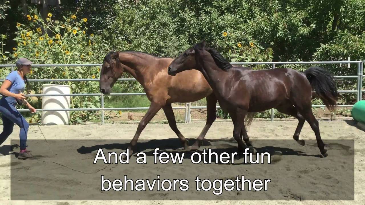 Liberty with Multiple Horses - Training with David Lichman