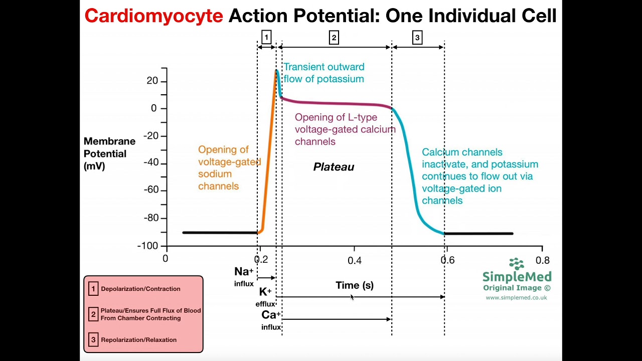 The Cardiomyocyte Action Potential [Part 1]: The Action Potential Graph