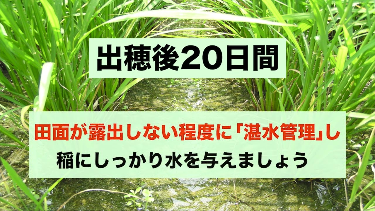 JAアルプス農業情報ボックス2023 NO.15　水稲の登熟期間の水管理