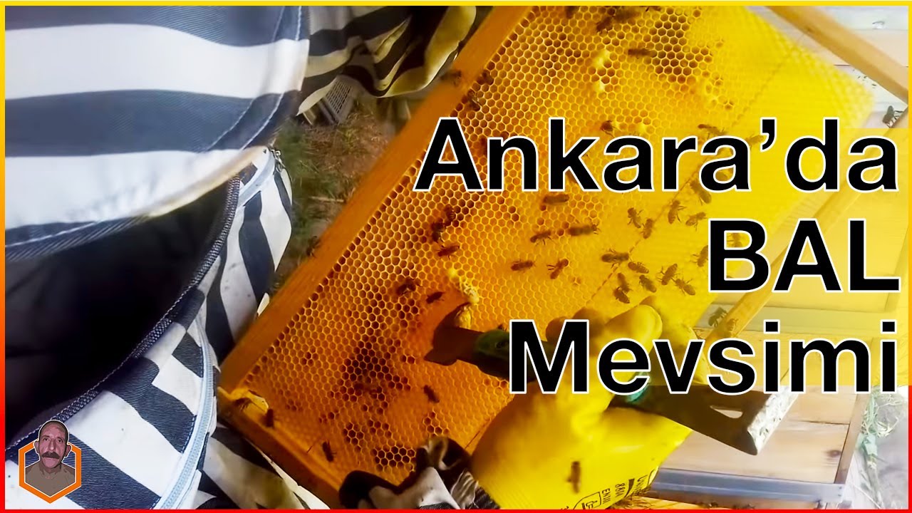 Ankara'da Bal Mevsiminin Başlangıcı ･ (Teknik Arıcı Hasan Bal) #5