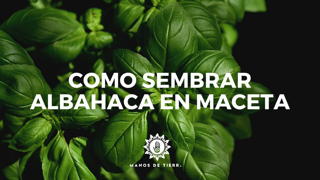 Como Sembrar ALBAHACA En Maceta 2025 /plantar albahaca/manos de tierra