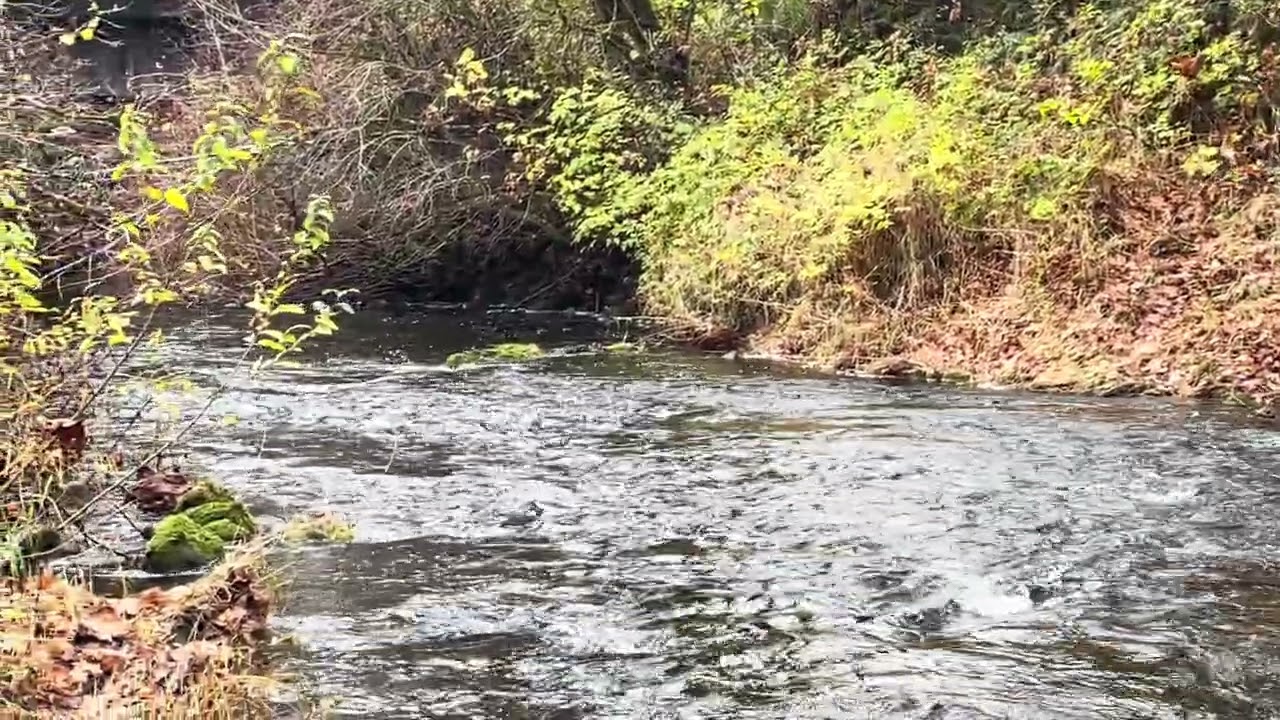 11/24/2025 Lake Creek...couldn't stay away 2