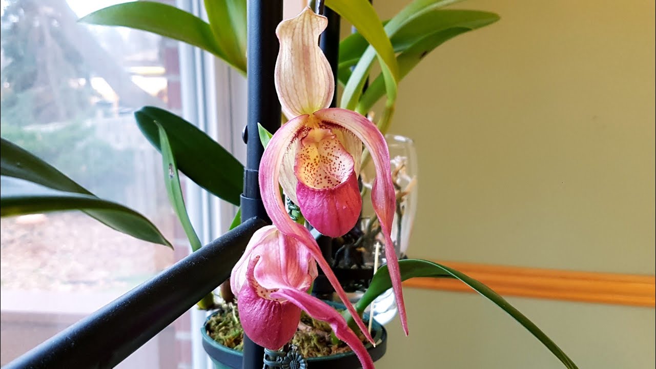 美洲兜兰终于开出第一朵完美的花 Phragmipedium Schroederae