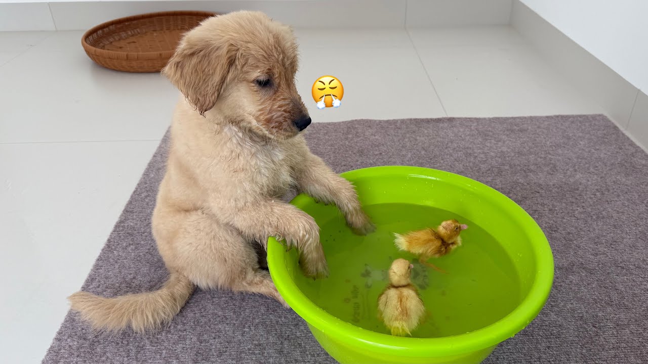 Funny puppy tries to save duckling!Dog doesn't allow duckling to swim for fear of drowning!Too cute