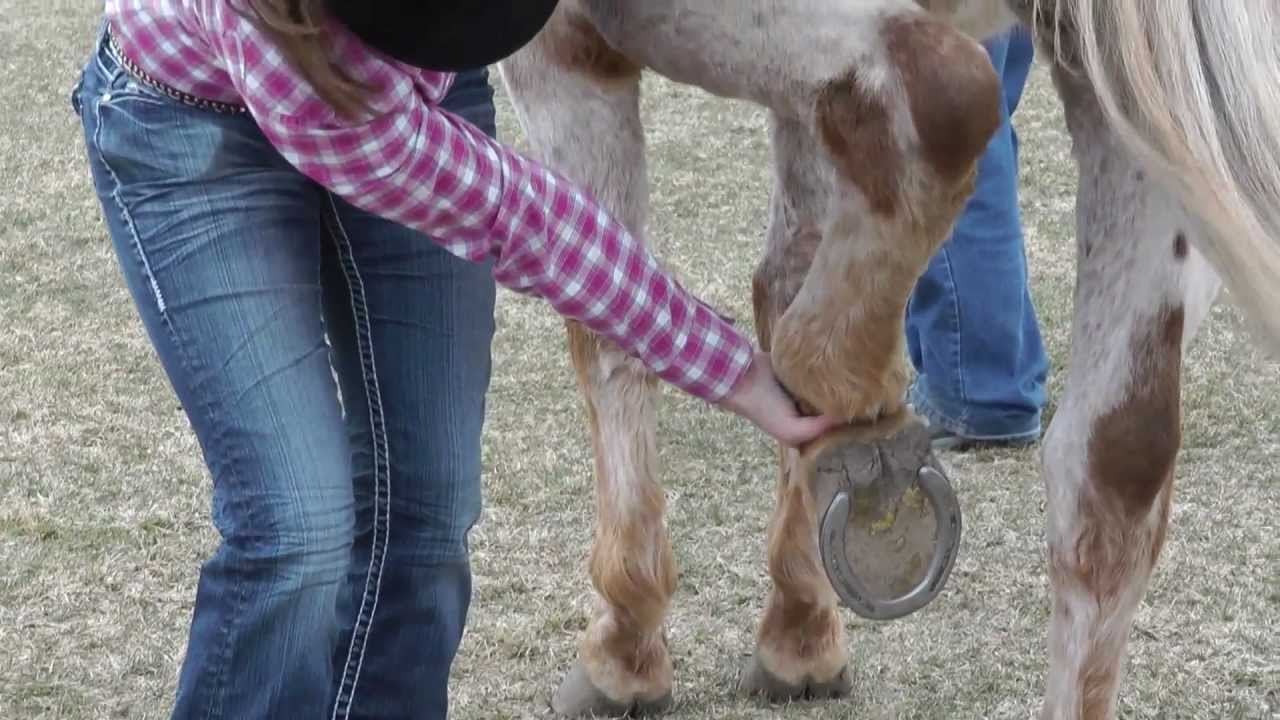 Picking Up a Horse's Foot
