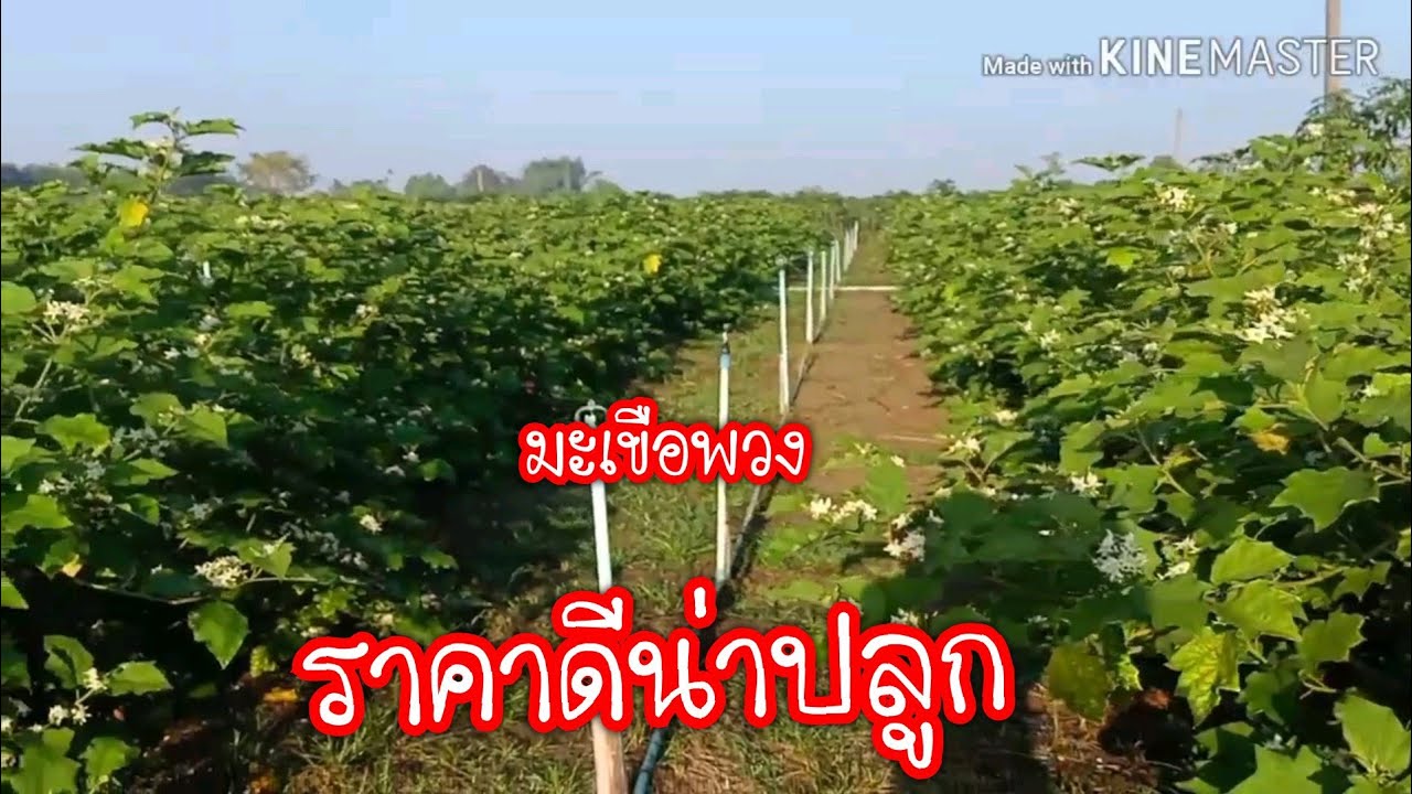 มะเขือพวง#ปลูกครั้งเดียว.เก็บเกี่ยวผลผลิตได้3ปี