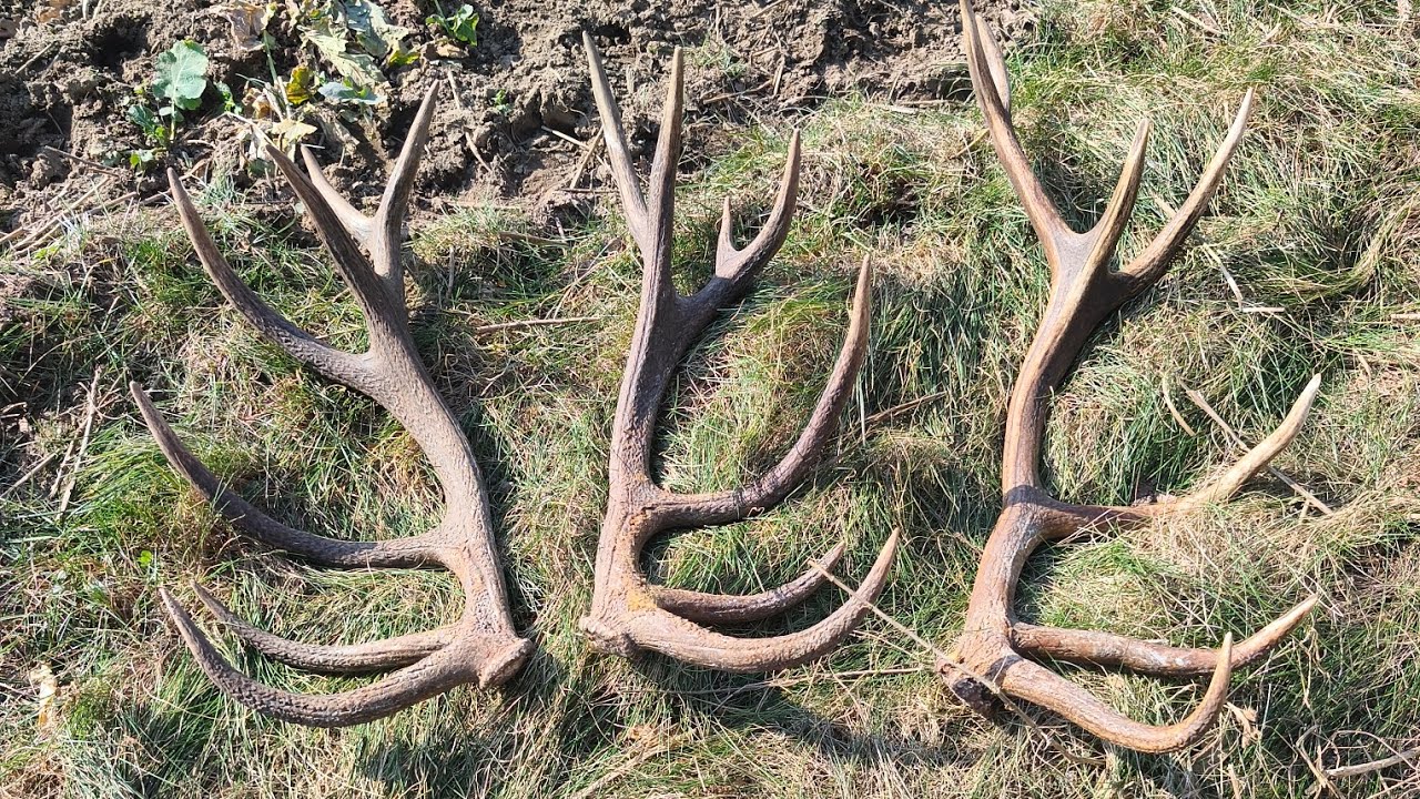 Para 14-staka i 14-stak na rozpoczęcie sezonu 🌲🦌zrzuty jeleni 2026 