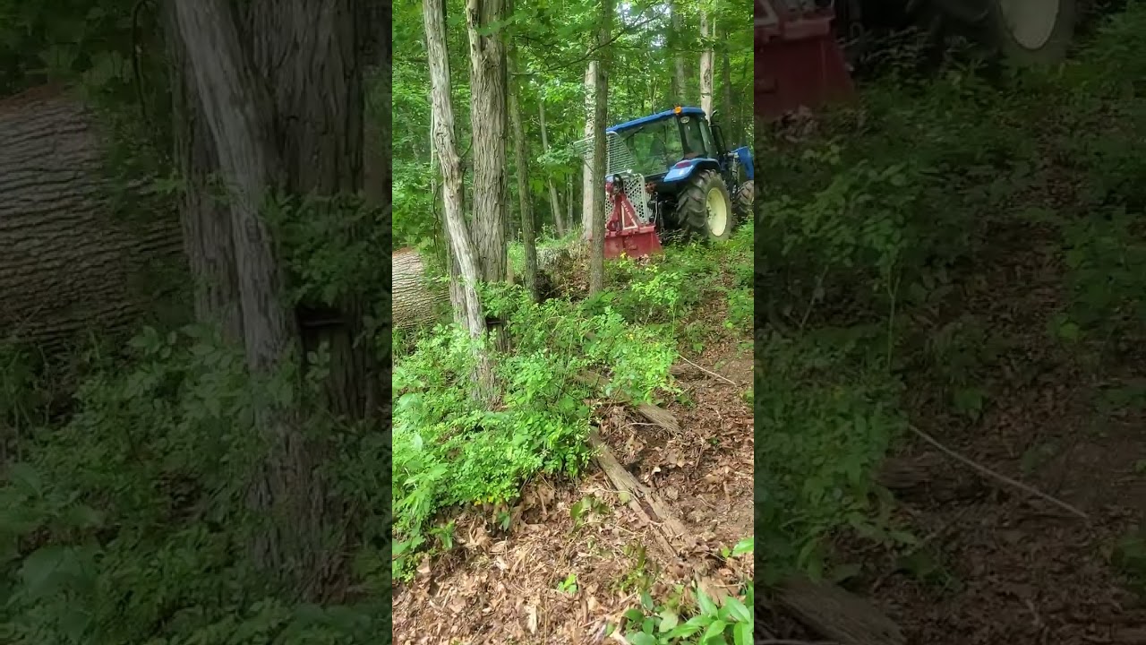Skidding big white oak log with Tajfun 55 ahk winch.