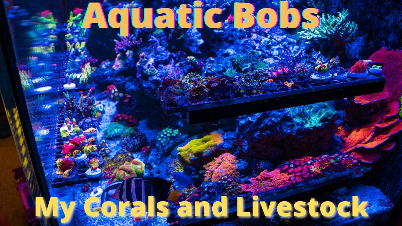 Aquatic Bobs Corals and Livestock - Beware of eye candy