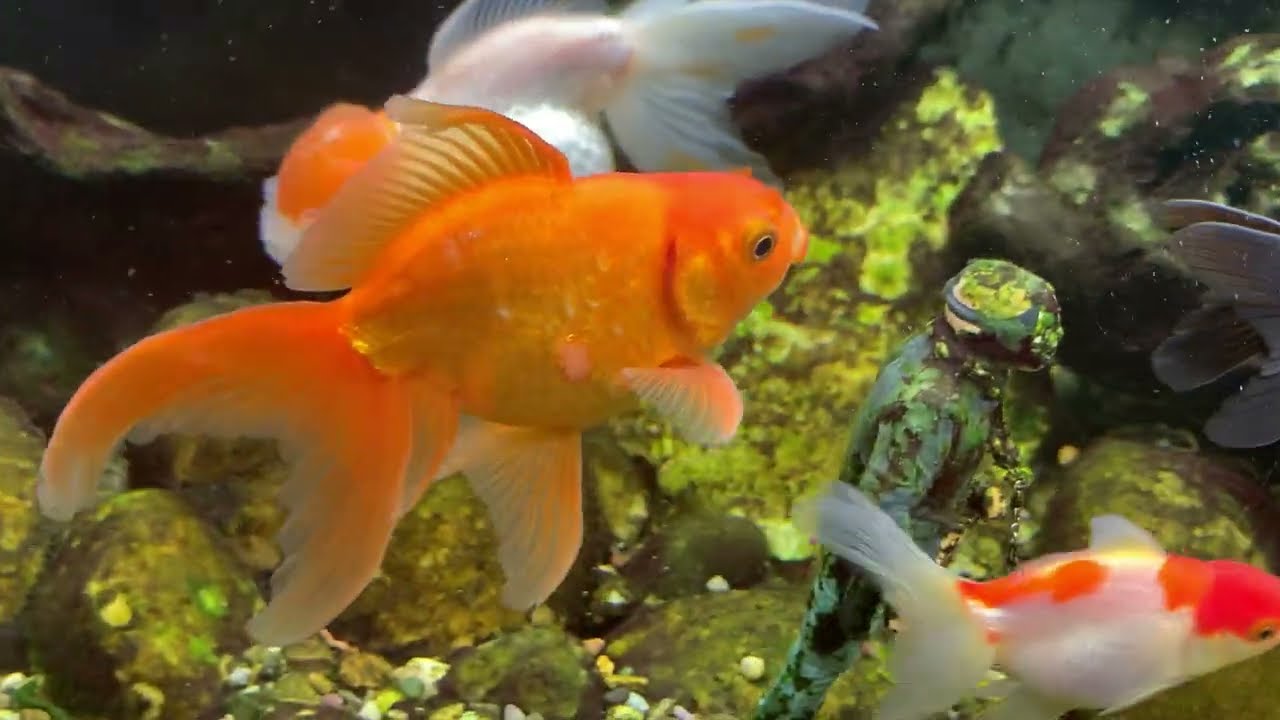 Fancy Goldfish Eating Pellets and future plans with the fish 