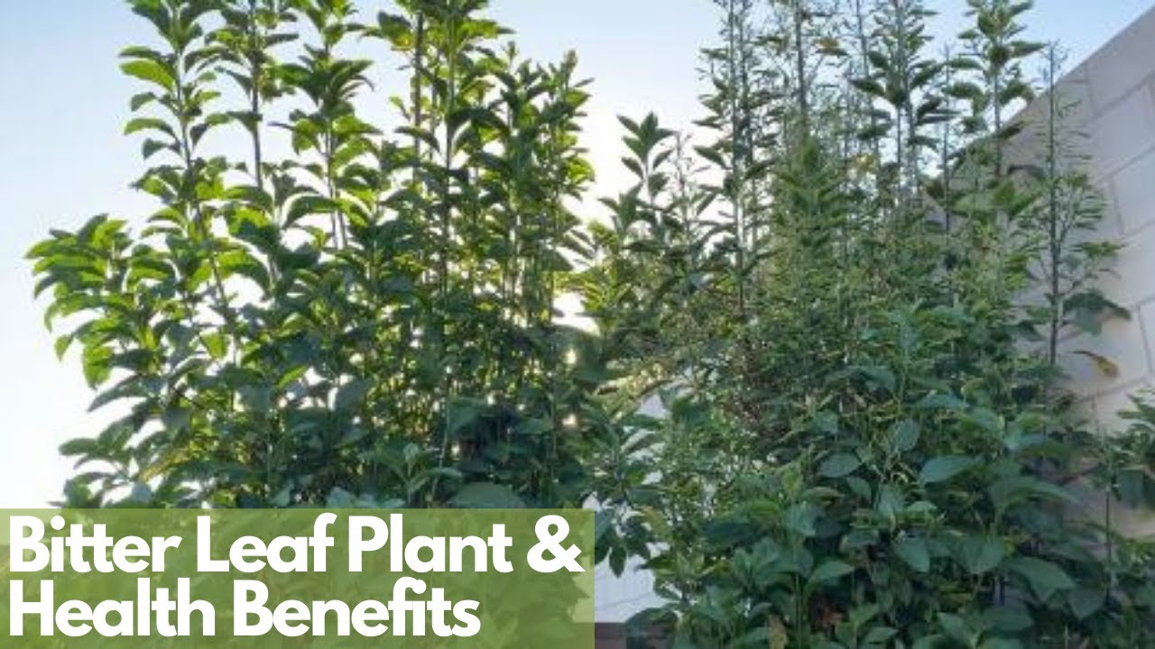 AFRICAN BITTER LEAF | Bitter Leaf Health Benefits | Traditional Medicine | Verononia Amygdalina