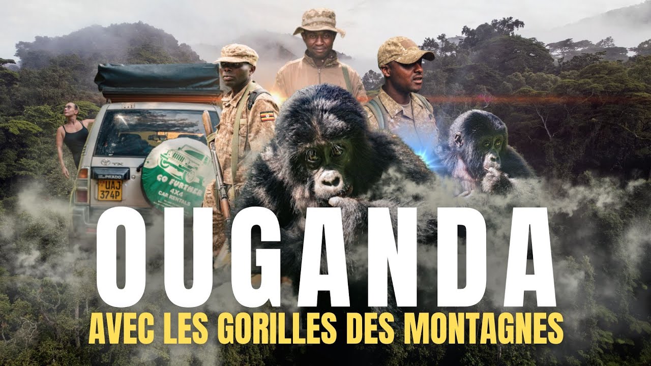 ON RENCONTRE GORILLES DES MONTAGNES EN OUGANDA | BWINDI !! [Guide]