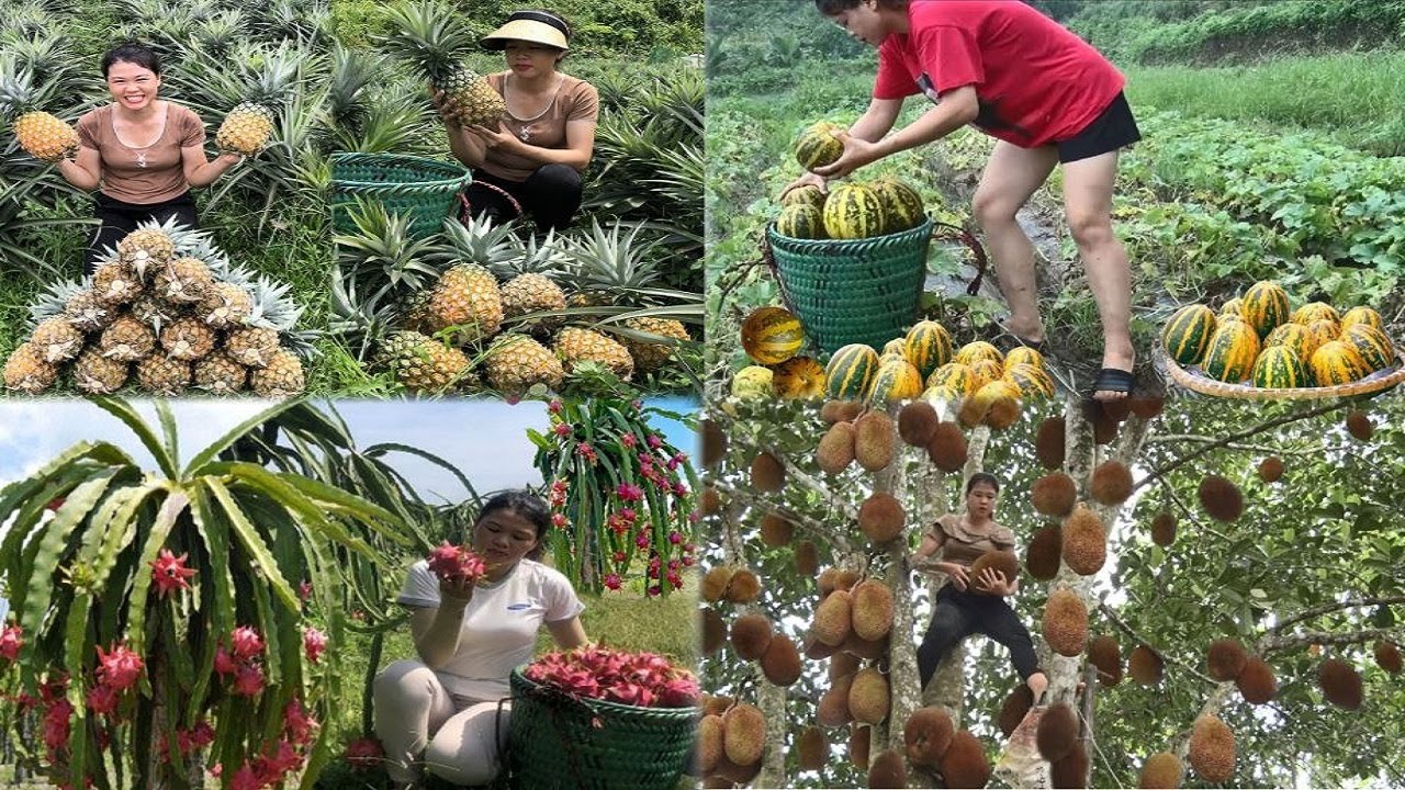 30 days of harvesting fruits to sell at the market, cooking, gardening, raising animals