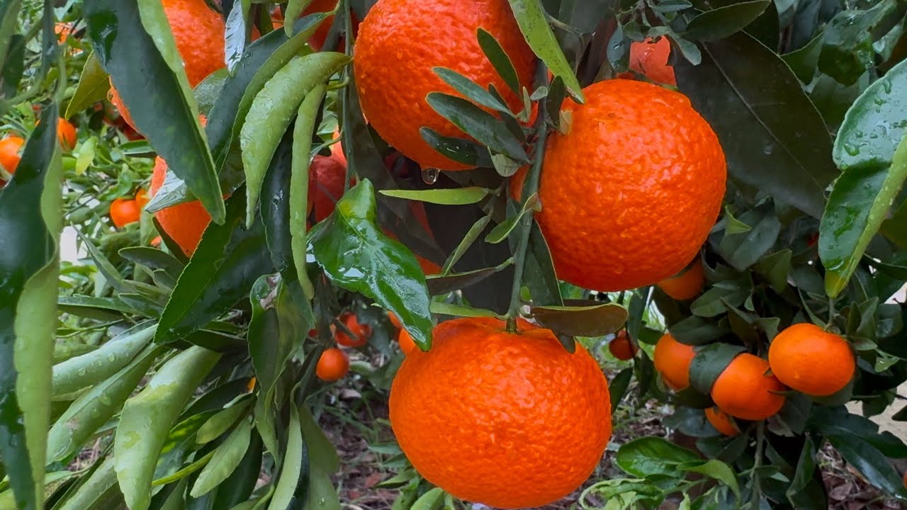Mandarinat e Konispolit