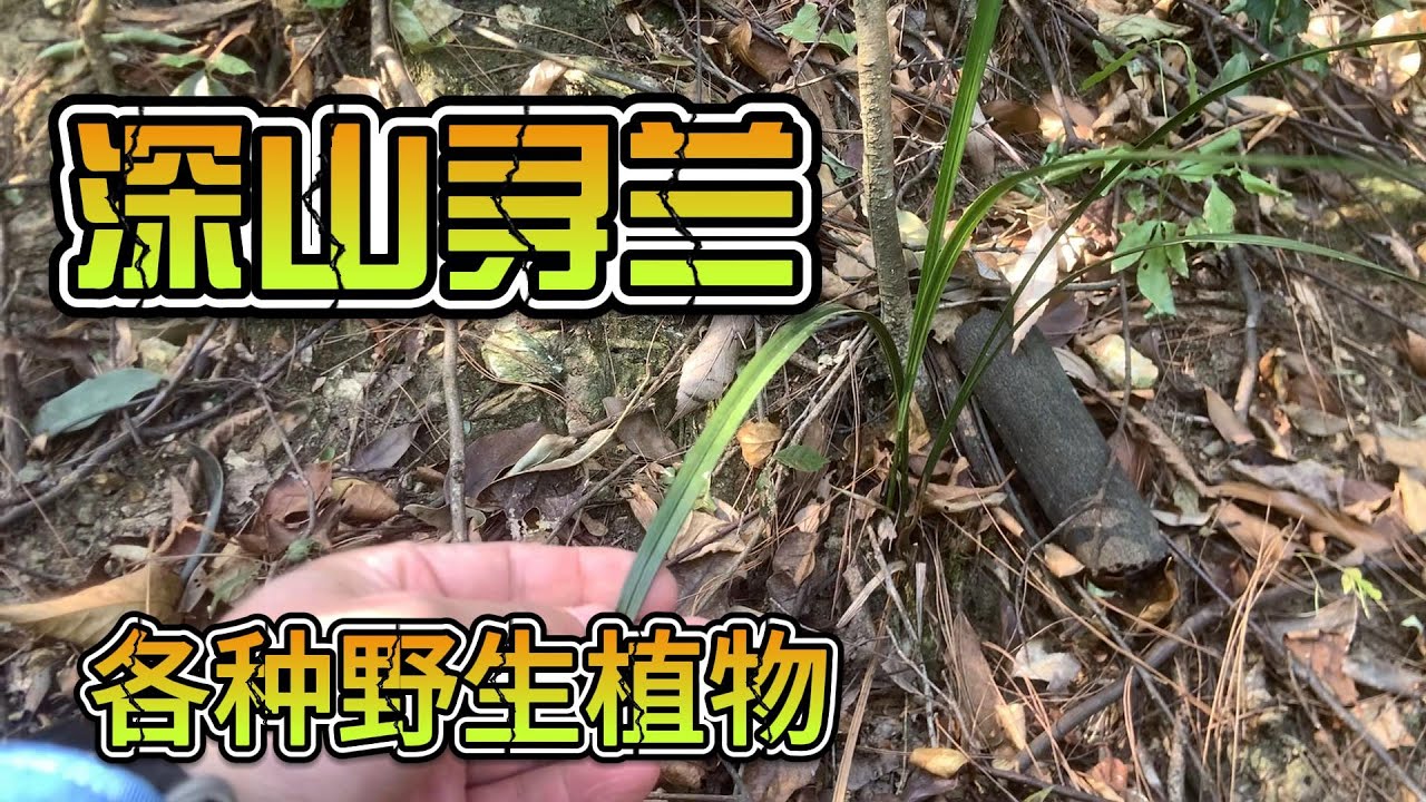 深山寻兰，各种野生植物。Searching for orchids and various wild plants in the mountains.