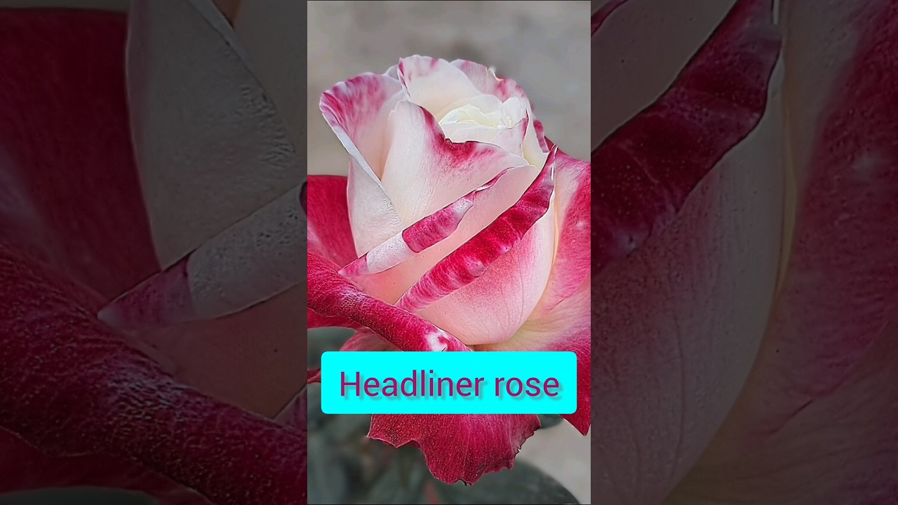 Beautiful rose variety "Headliner" from my terrace garden 