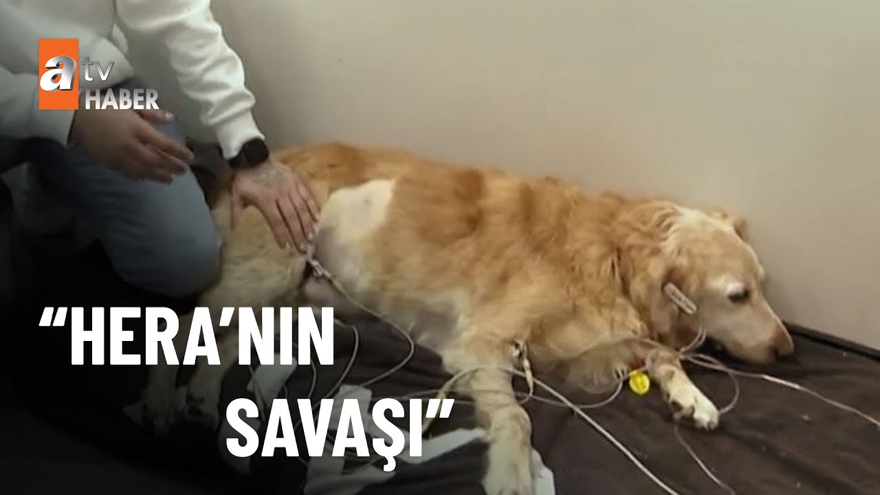 Fenomen köpek Hera yoğun bakımda - atv Ana Haber 18 Ocak 2023