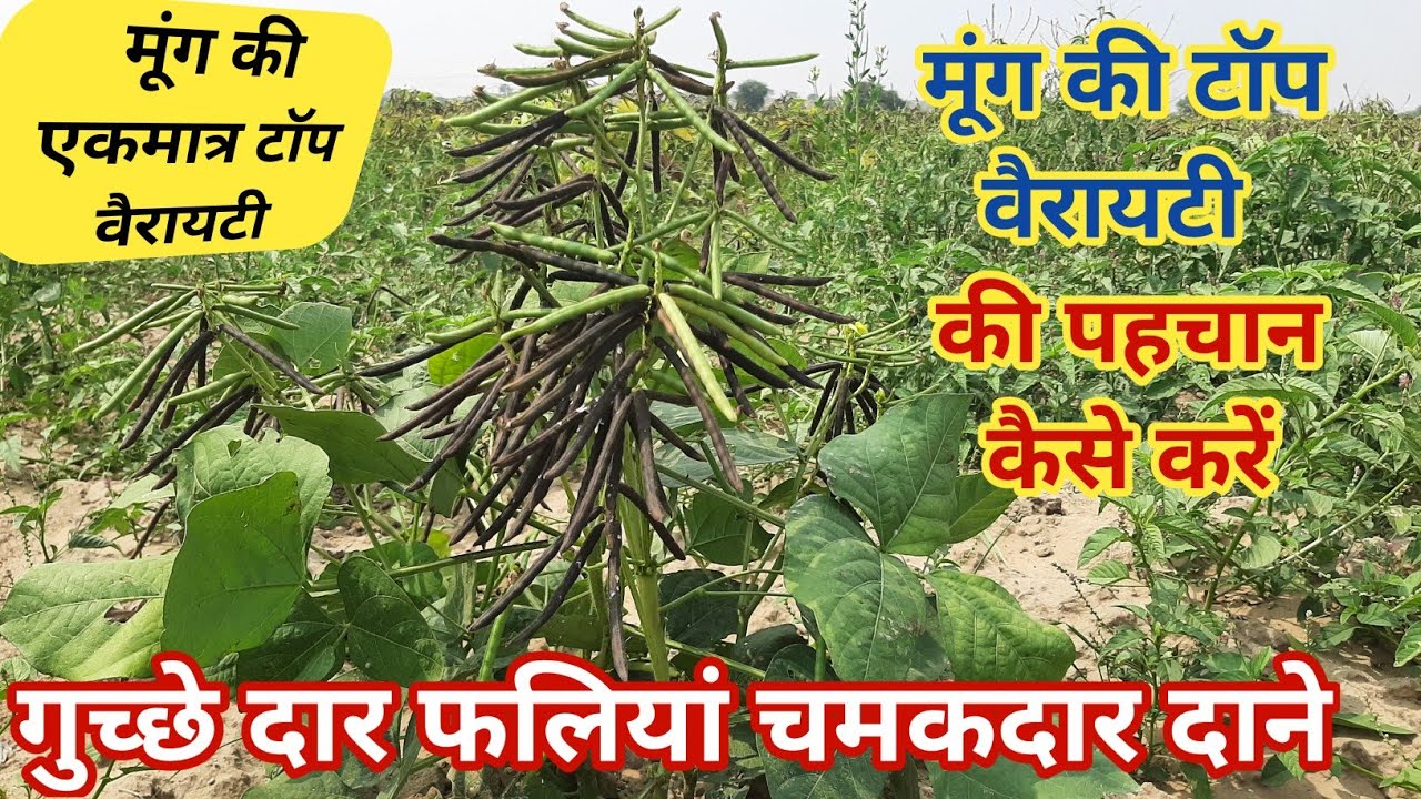 मुंग की टॉप वैरायटी👍 गुछै दार पलिया चमकदार दाने की एकमात्र टॉप वैरायटी Mung Star 448 👍