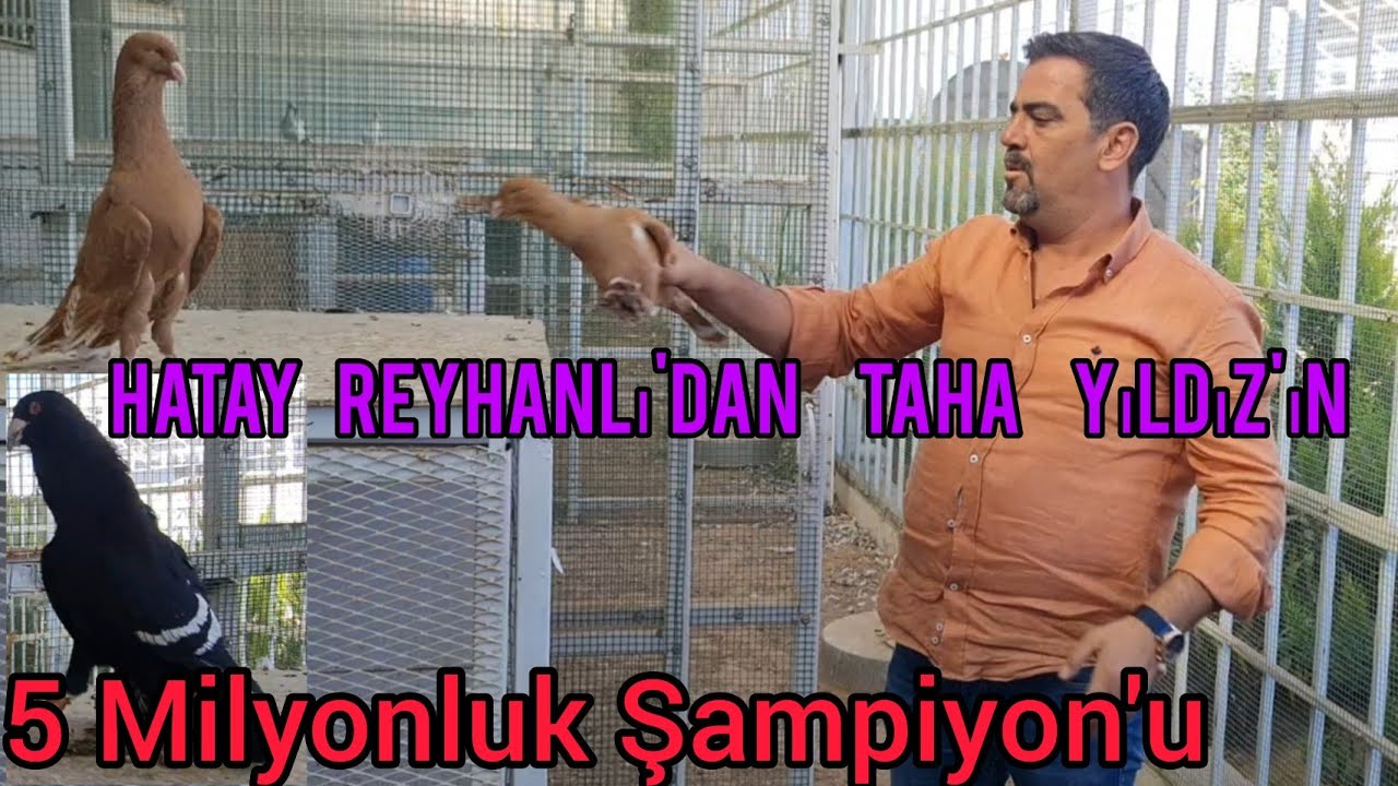 5 milyonluk güvercin Hatay Reyhanlı'dan Taha Yıldız'ın şampiyon'u festivallik kümes#aksoyfiloelvan