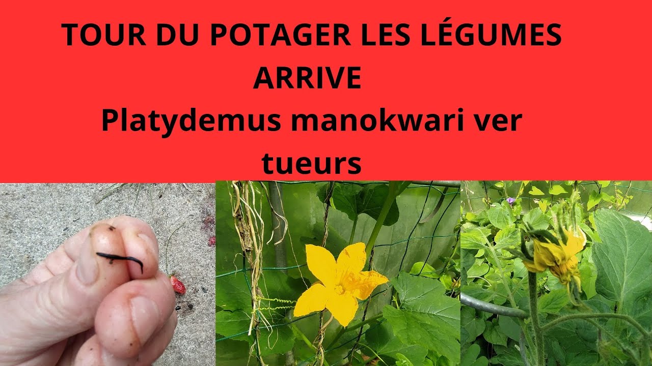 TOUR DU POTAGER LES LÉGUMES ARRIVE :Platydemus manokwari VER TUEURS