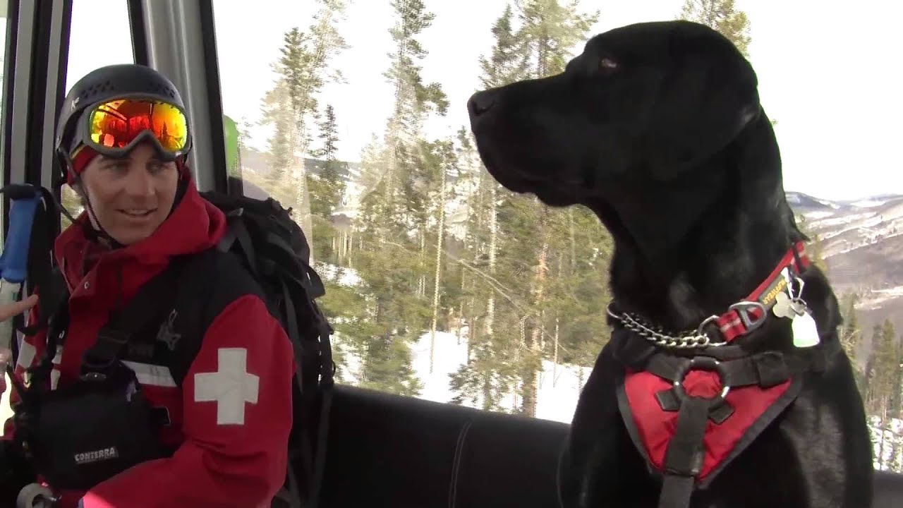 Adolescent Avys: The Dogs of Vail Mountain