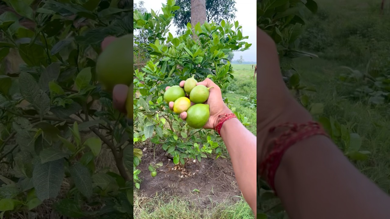 How To Grow More Lemon At Home #lemonplant #lemonplantcare #howtogrowlemonathome #lemonplants #nimbu