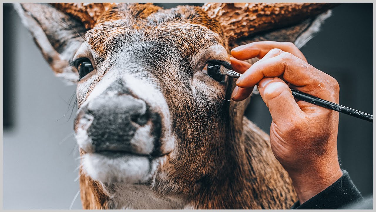 My Biggest Buck is BACK TO LIFE | The Art of Taxidermy