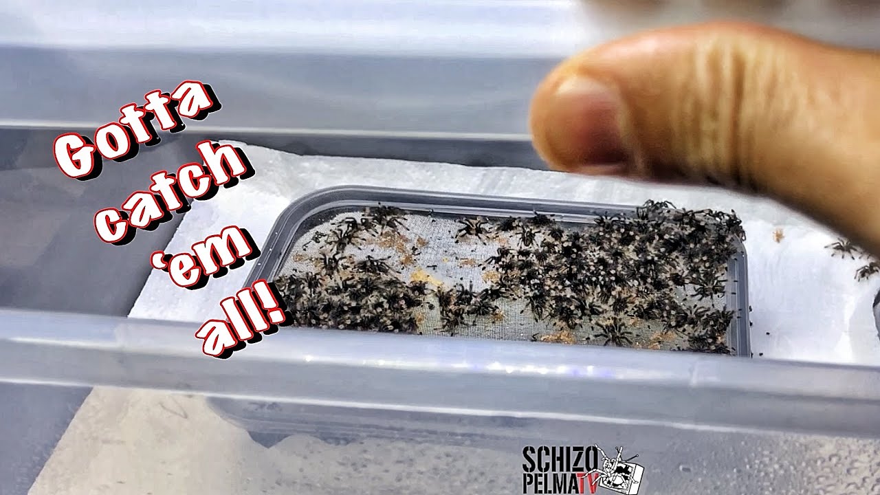 Anihan ng mga bolty! (Psalmopoeus cambridgei, spiderling stage)