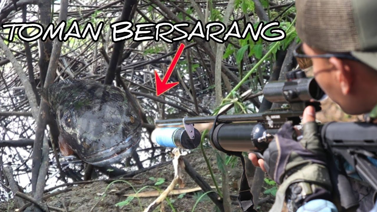 Paser mania | MUSIM HUJAN TIBA IKAN TOMAN BERMUNCULAN