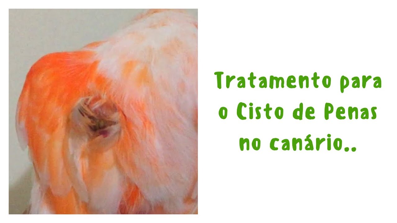 Tratamento para o Cisto de Penas nos Canários.